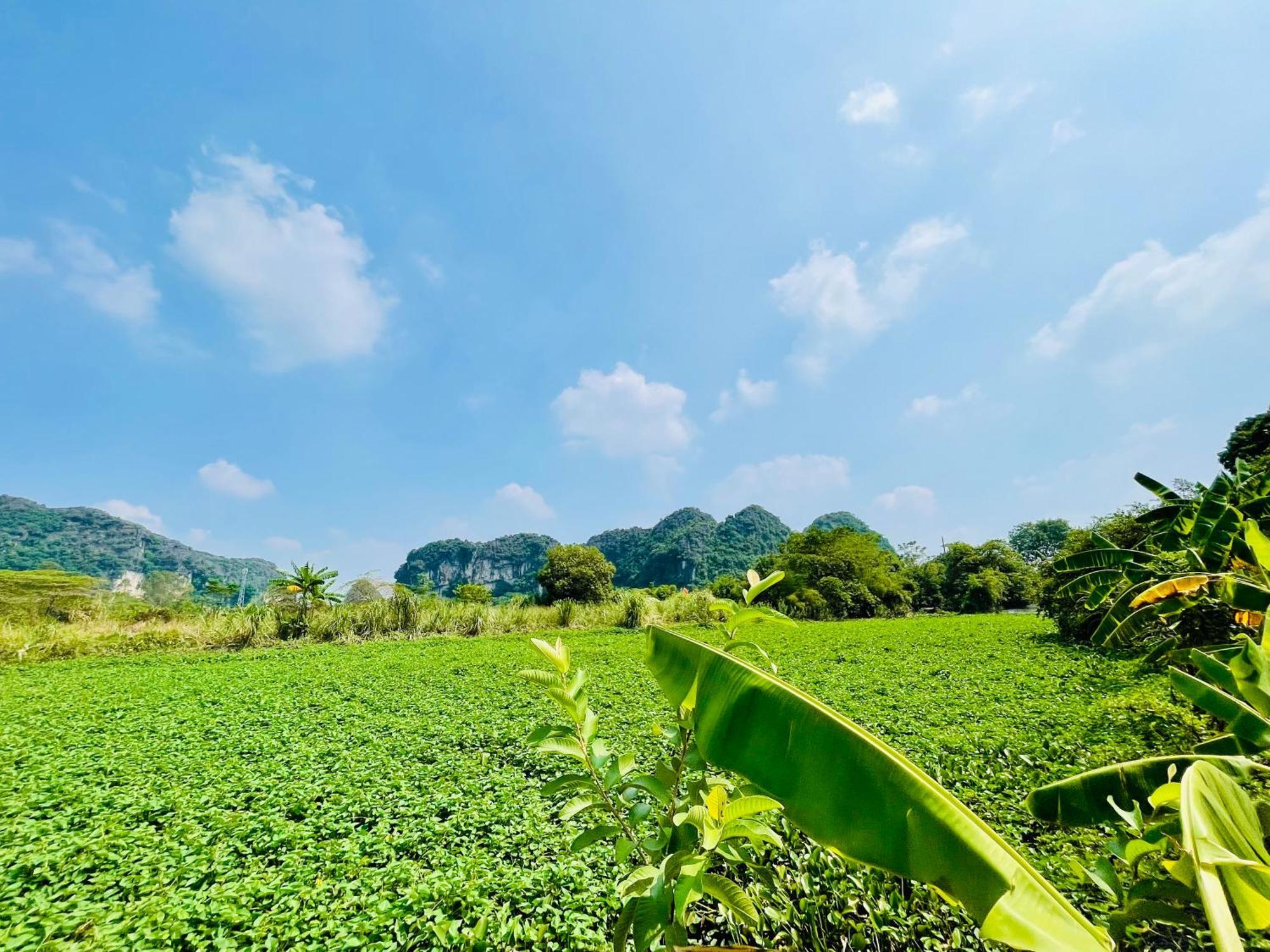 Trang An Lotus * Ninh Bình