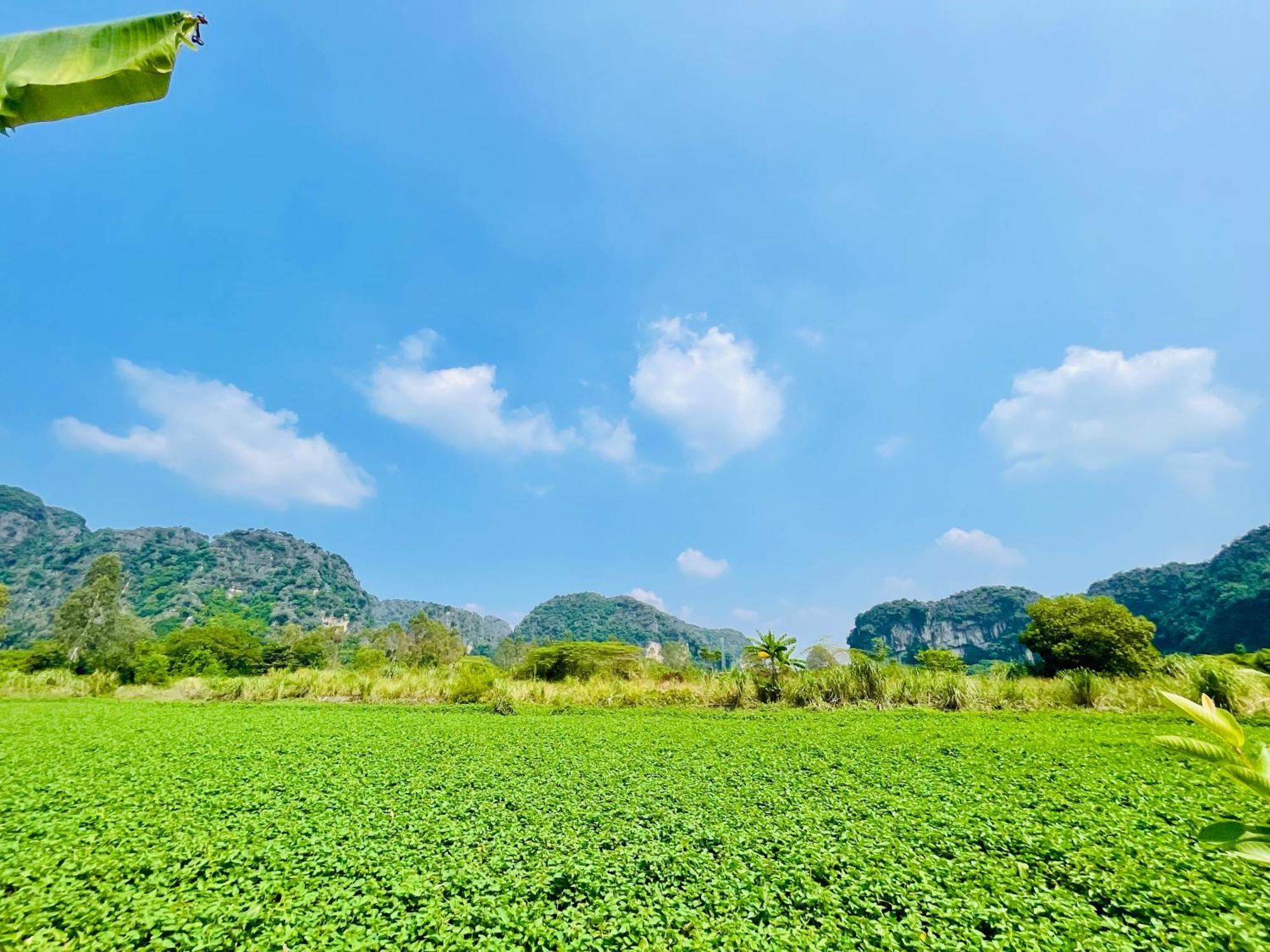 Trang An Lotus * Ninh Binh